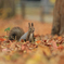 AUTUMN　SONG