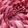 菊