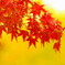 紅葉2015(1)