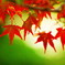 紅葉2015(2)
