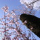 早咲きの桜を斬る