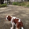桜の花散る道