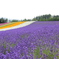 Furano