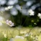 秋桜