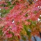 autumn colours