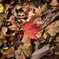 Autumn Snap