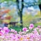 彩_秋桜