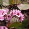 花。