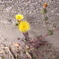 路傍の花。