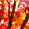 陽に照らされる紅葉