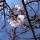 やっと桜。