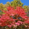紅葉