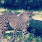 チーター