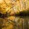 紅葉reflection