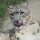 ユキヒョウも、てへぺろ？