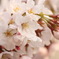 桜の吐息