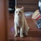 飼い猫