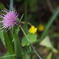 Autumn flower