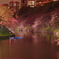 千鳥ヶ淵の夜
