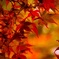 紅葉山での一枚