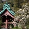 光則寺の梅