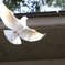 白鳩の飛翔