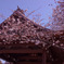 能楽堂と桜