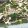 陽春