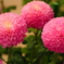 ぽんぽん菊