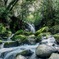 新緑の滝