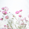 秋桜