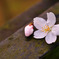 小鳥たちの落し物　～　ＳＡＫＵＲＡ