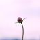 蕾