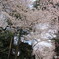 満開