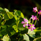 Carl Zeiss Vario-Sonnar T* 35-135mm F3.3