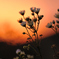flower 5