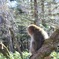 上高地のおさるさん