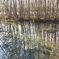 水面の木々