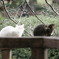 桜はまだかにゃ～～～？×2