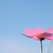 秋桜