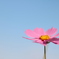 秋桜