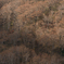 白山スーパー林道