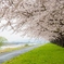 桜道