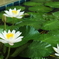 花２