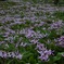 かたかごの花