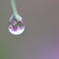 秋桜 in 水玉