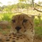 チーターさんとにらめっこ