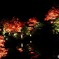 ライトアップ日光