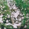 花びら