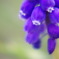purple．
